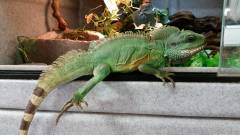 Adult Chinese Water Dragons