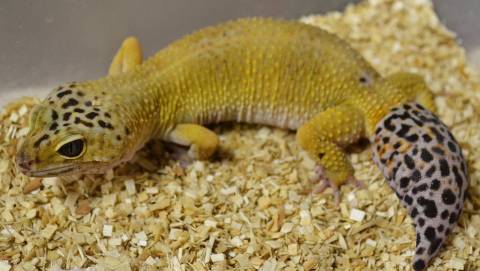 Adult Male Super Hypo Leopard Geckos w/regrown tails