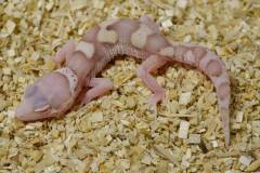 Baby Snow RADAR Leopard Geckos