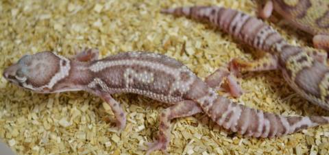 Medium Jungle Bell Albino Leopard Geckos