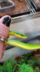Florida Rough Green Snakes