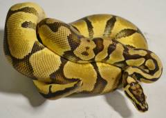 Adult Enchi Pastel Ball Pythons