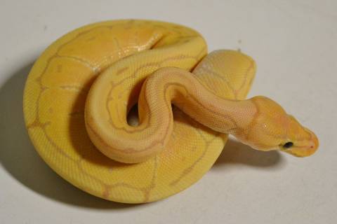 Baby Banana Spinner Ball Pythons