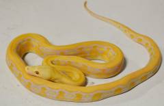 Baby Albino Tiger Reticulated Pythons