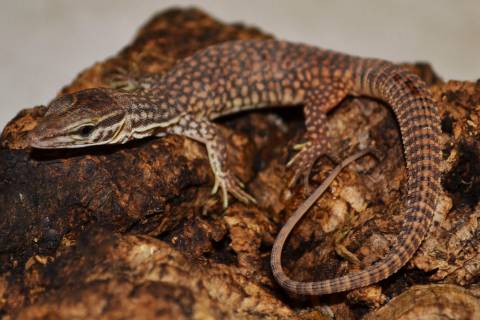 Baby Red Ackies Monitors For Sale