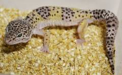 Adult E. m. fasciolatus Leopard Geckos
