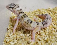 Small Snow Eclipse Leopard Geckos