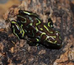 Adult Reticulated Green & Black Auratus Arrow Frogs