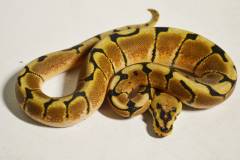 Baby Spider Yellow Belly Ball Pythons