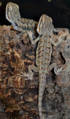 Small German Giant Bearded Dragons