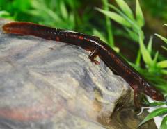 Paddle Tailed Newts
