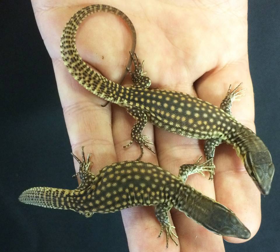 Baby Yellow Ackies Monitors for sale