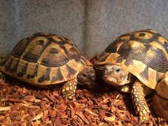Medium Eastern Hermanns Tortoises w/extra scute
