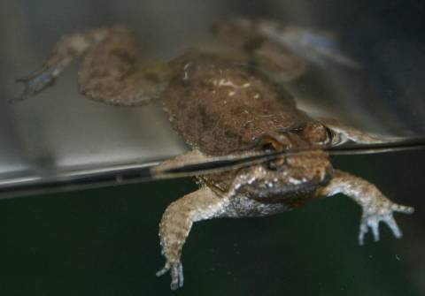 Rough Skinned Floating Frogs