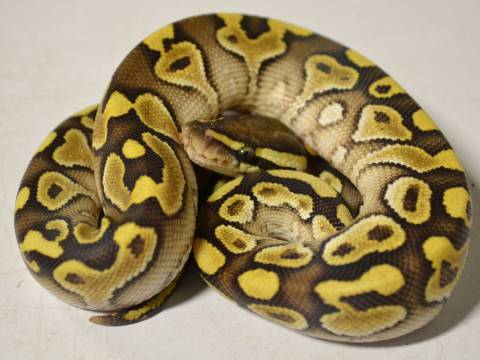 Baby Lesser Yellow Belly Ball Pythons
