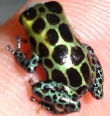 Adult Mimic Dart Frogs (Ranitomeya imitator) 