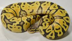 Baby Congo Pastel Ball Pythons