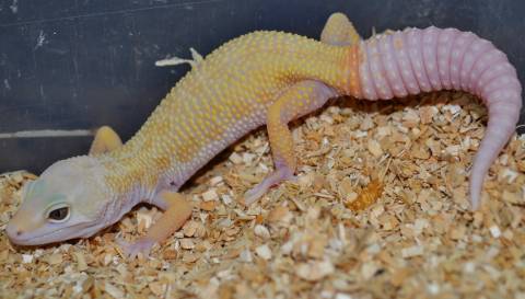 Medium Rainwater Patternless Albino Leopard Geckos for sale