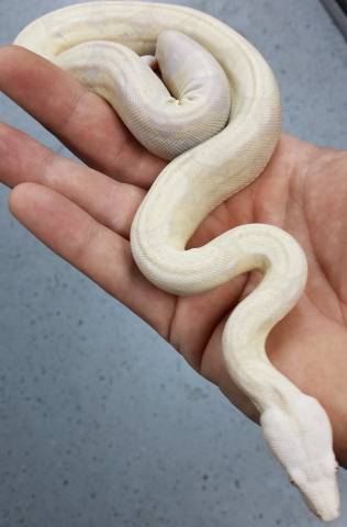 Small Sharp Snow Boas