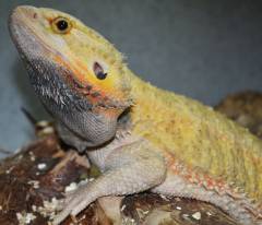 Adult Hypo Red Translucent Bearded Dragons
