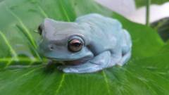 Sub Adult Australian Whites Tree Frogs