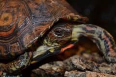 Central American Wood Turtles