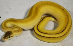 Baby Butter Pastel Genetic Stripe Ball Pythons