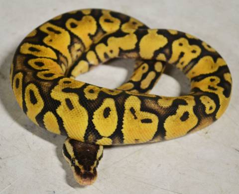 Baby Super Pastel Yellow Belly Ball Pythons