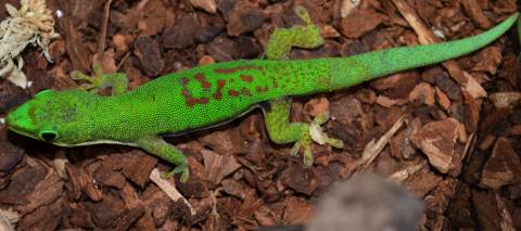 Lined Day Geckos
