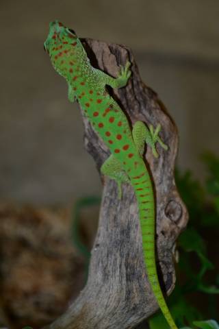 Adult Crimson Madagascar Giant Day Geckos