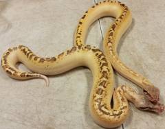 Baby Ivory Blood Pythons
