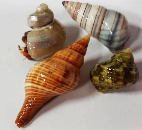 Small Exotic Shell Hermit Crabs
