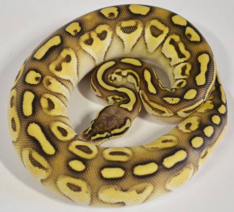 Baby Pastel Butter Ball Pythons