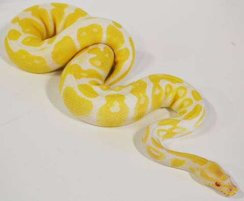 Medium Albino Ball Pythons