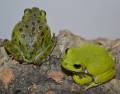 Barking Tree Frogs