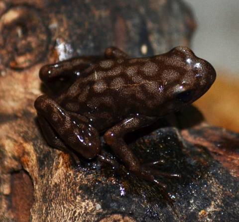 CampaÃ±a Kahlua and Cream Auratus Arrow Frogs