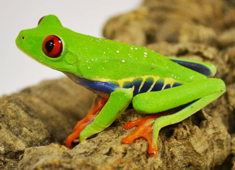 Red Eyed Tree Frog for sale