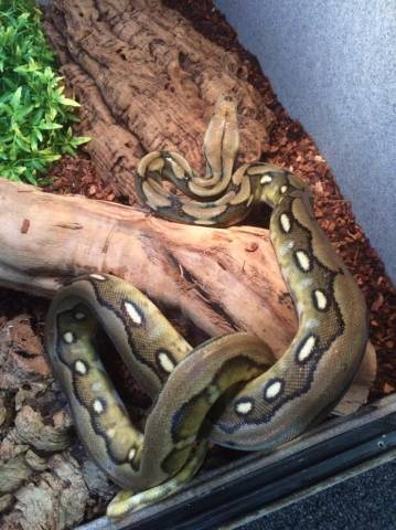 Small Tiger Reticulated Pythons
