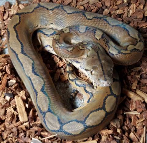Baby Motley Reticulated Pythons