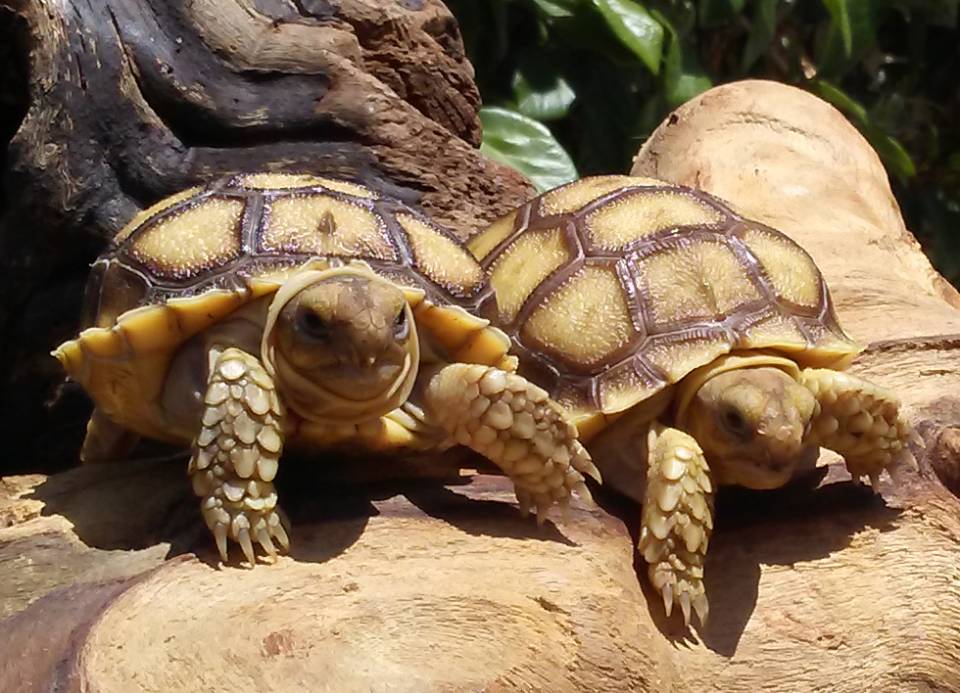 Baby Sulcata Tortoises For Sale,Marriage Vows Quotes