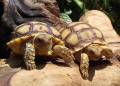 Baby Sulcata Tortoises