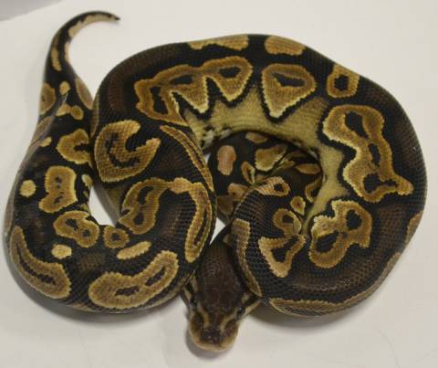 Baby Cinnamon Yellow Belly Ball Pythons