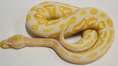 Baby Albino Cinnamon Ball Pythons 