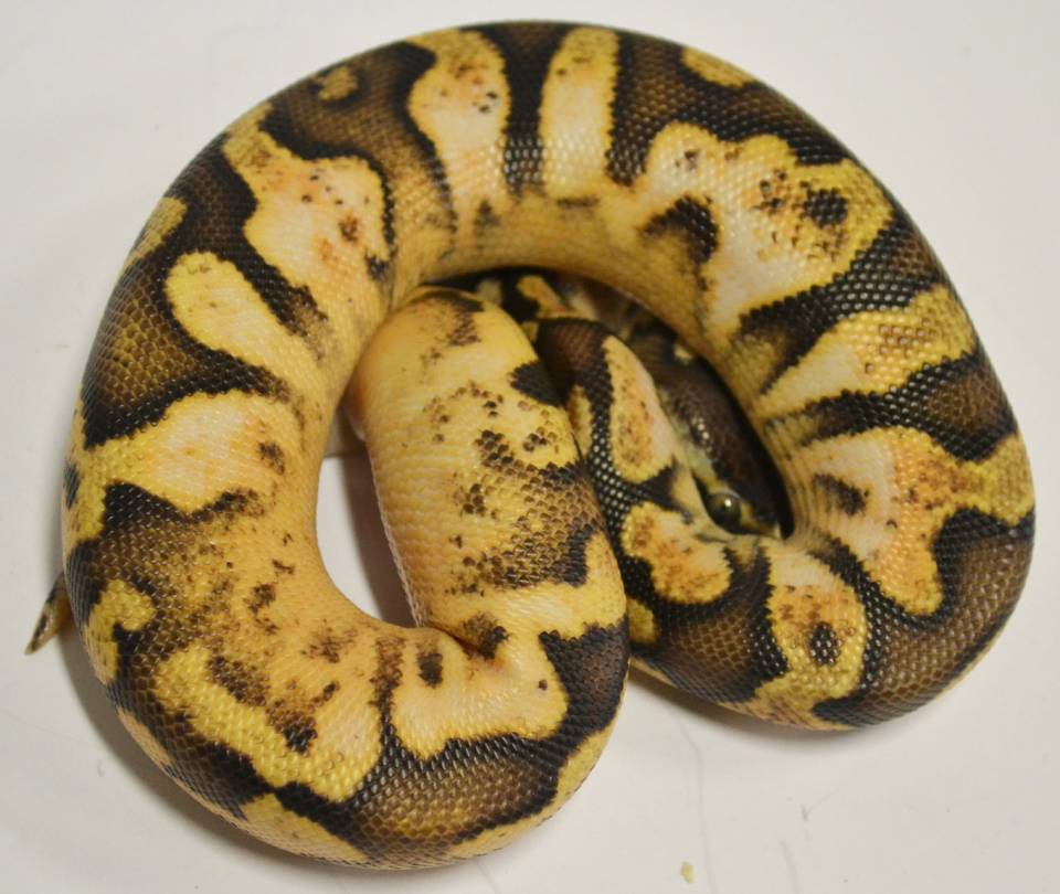 Baby Fire Ball Python