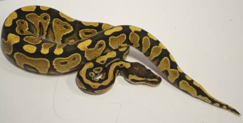 Baby Russo Yellow Belly Ball Pythons