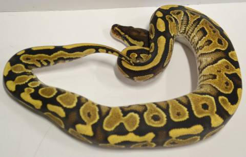 Baby Enchi Yellow Belly Ball Pythons