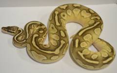 Adult Pastel Butter Ball Pythons