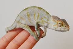 Small Nosy Be Panther Chameleons