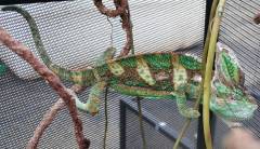 Adult Veiled Chameleons w/minor nicks