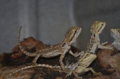Small Bearded Dragons w/nip tails, toes